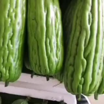海南省精品，苦瓜，豆角，丝瓜