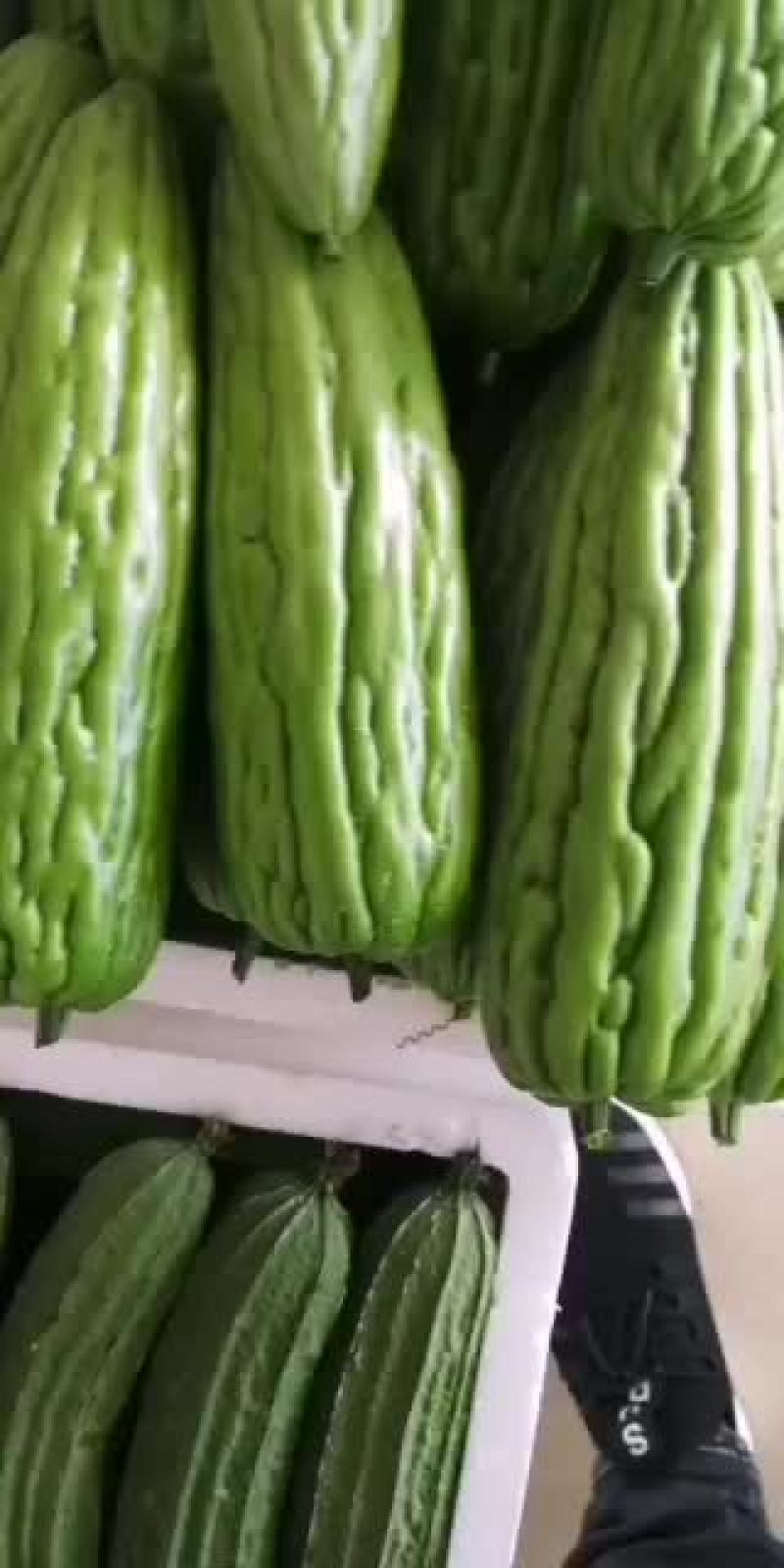 海南省精品，苦瓜，豆角，丝瓜