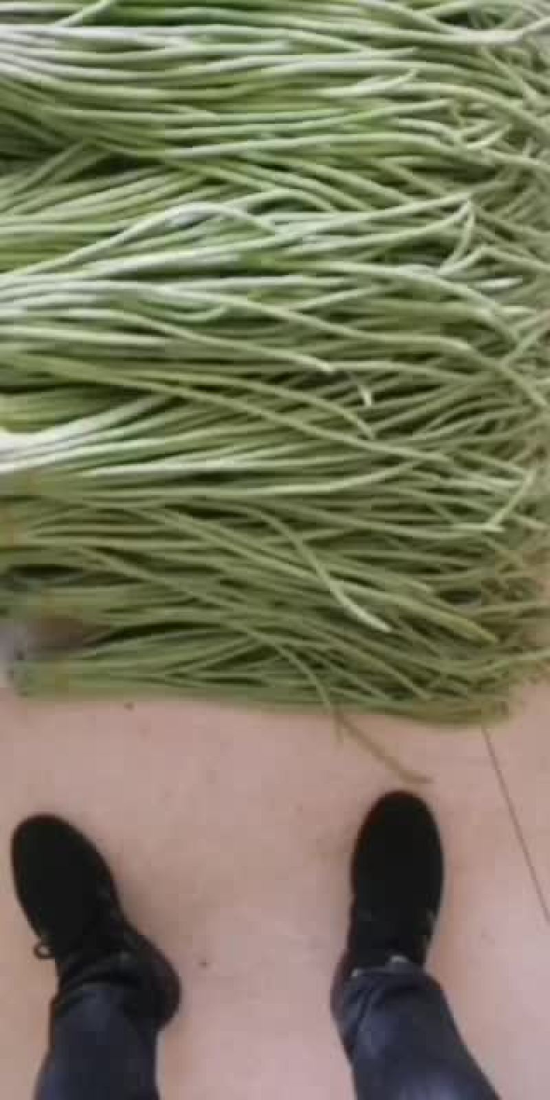 海南省精品，苦瓜，豆角，丝瓜
