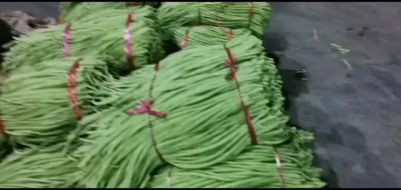 海南省精品，苦瓜，豆角，丝瓜