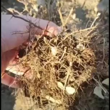 优质东北耐寒扦插小苗，四季玫瑰