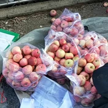青龙山坡套袋小国光不套袋国光大量有货