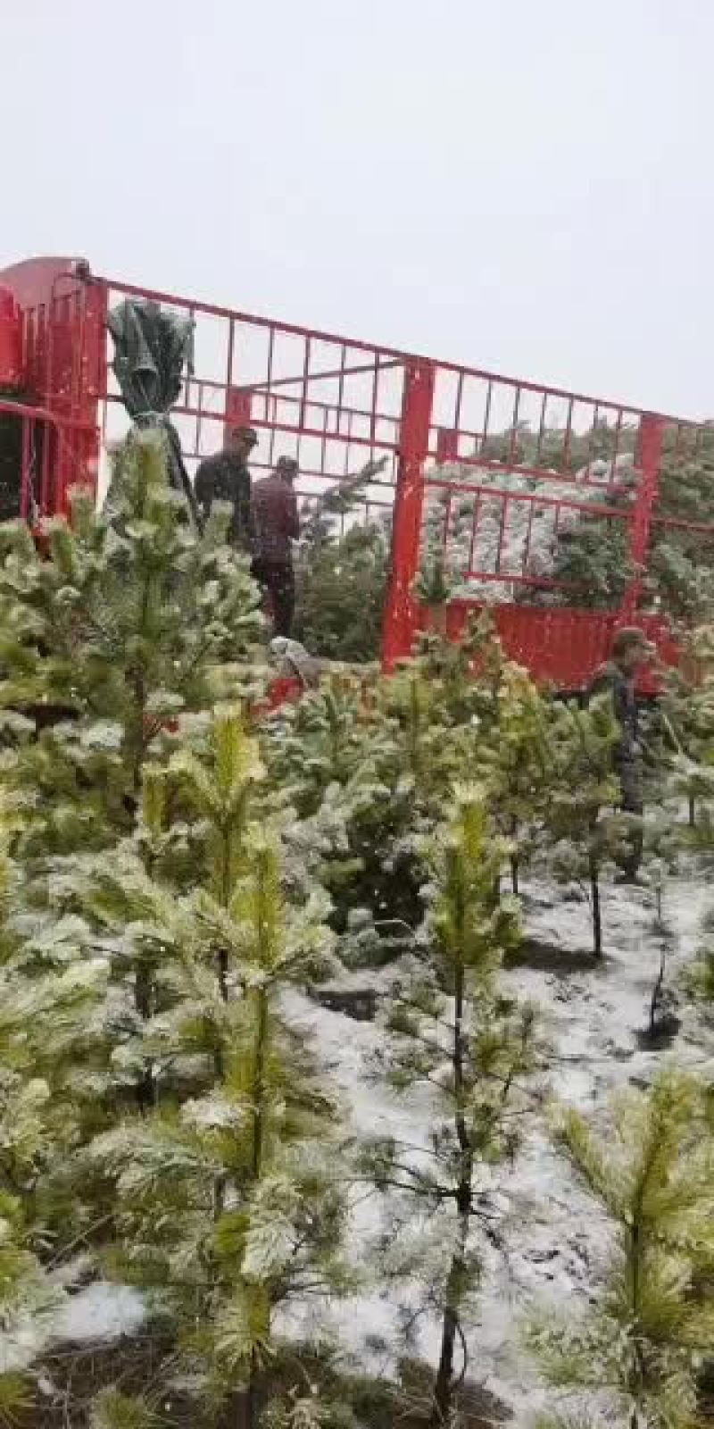 樟子松，油松各种规。价格便宜