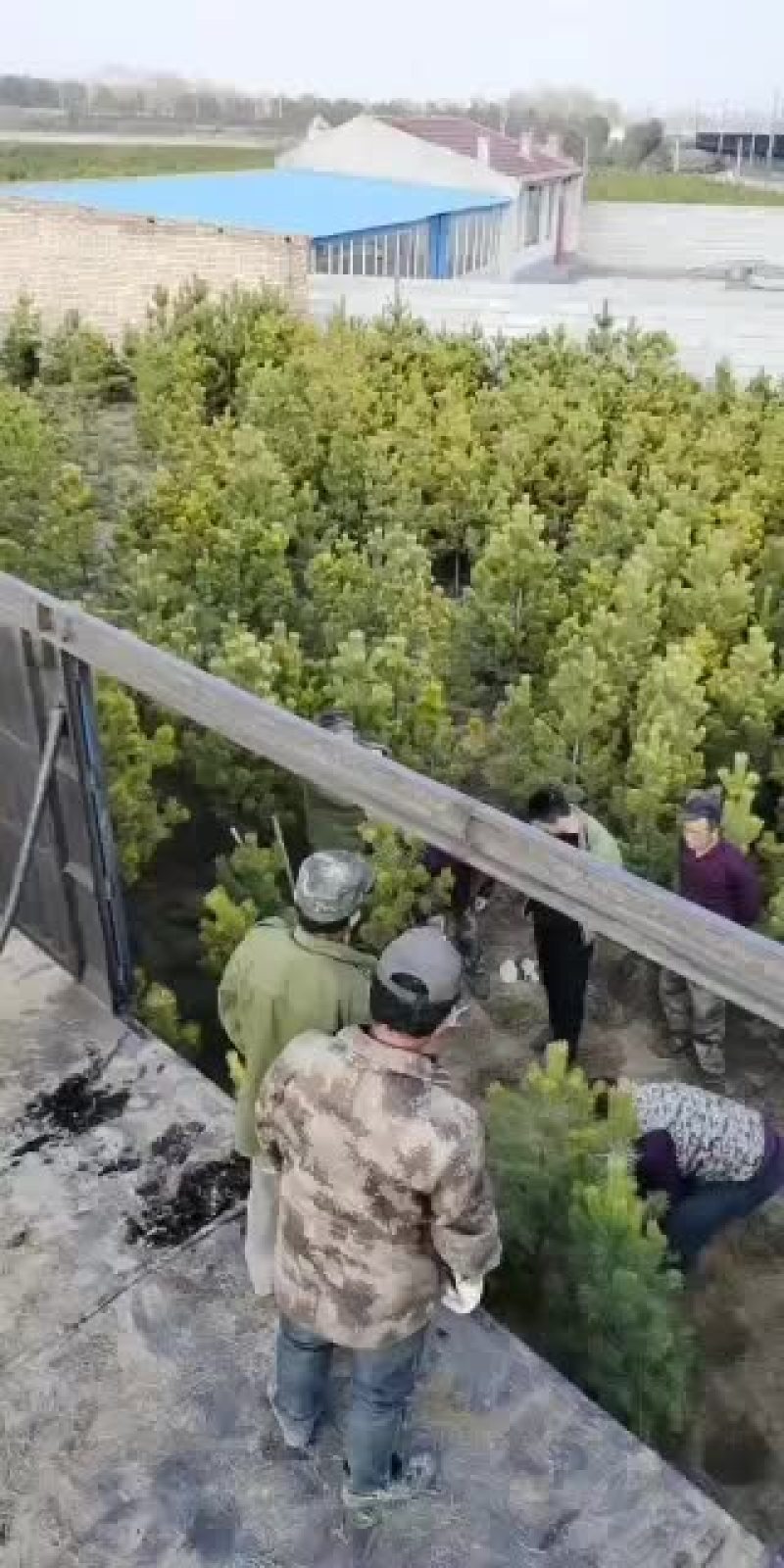 樟子松，油松各种规。价格便宜