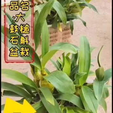 大鼓槌石斛盆栽带花苞发货