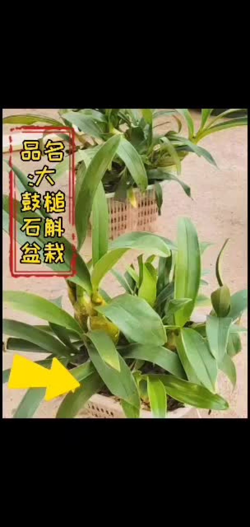 大鼓槌石斛盆栽带花苞发货