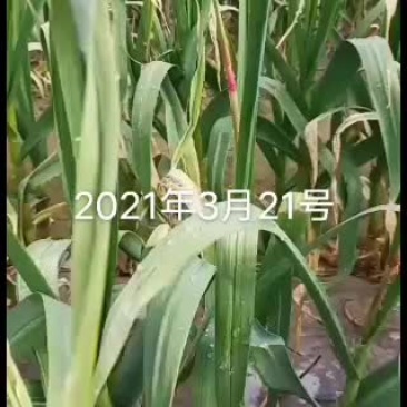 中牟红冒蒜苔马上上市了