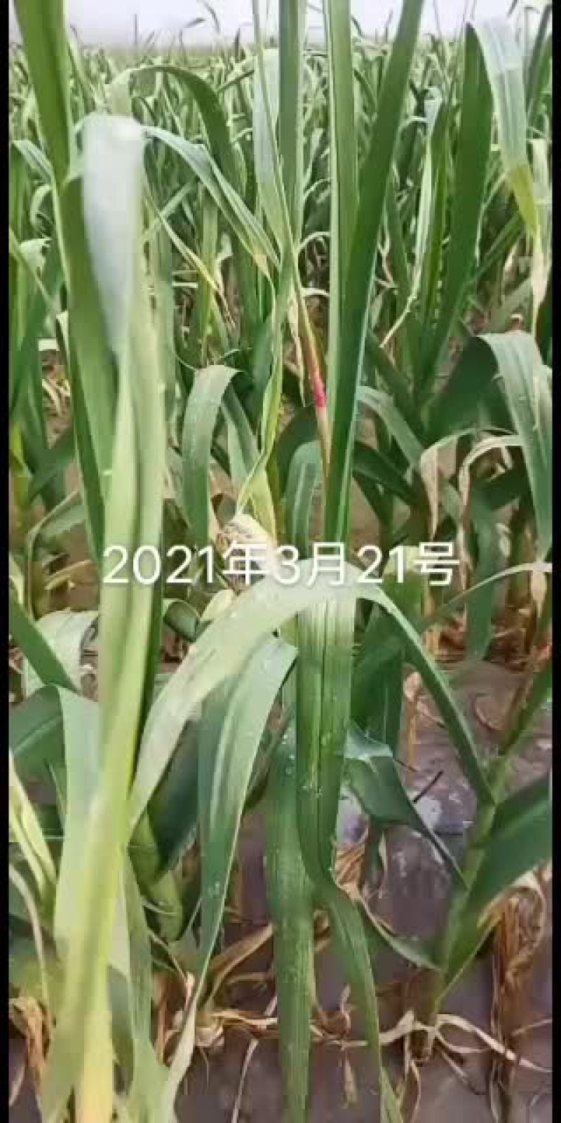 中牟红冒蒜苔马上上市了