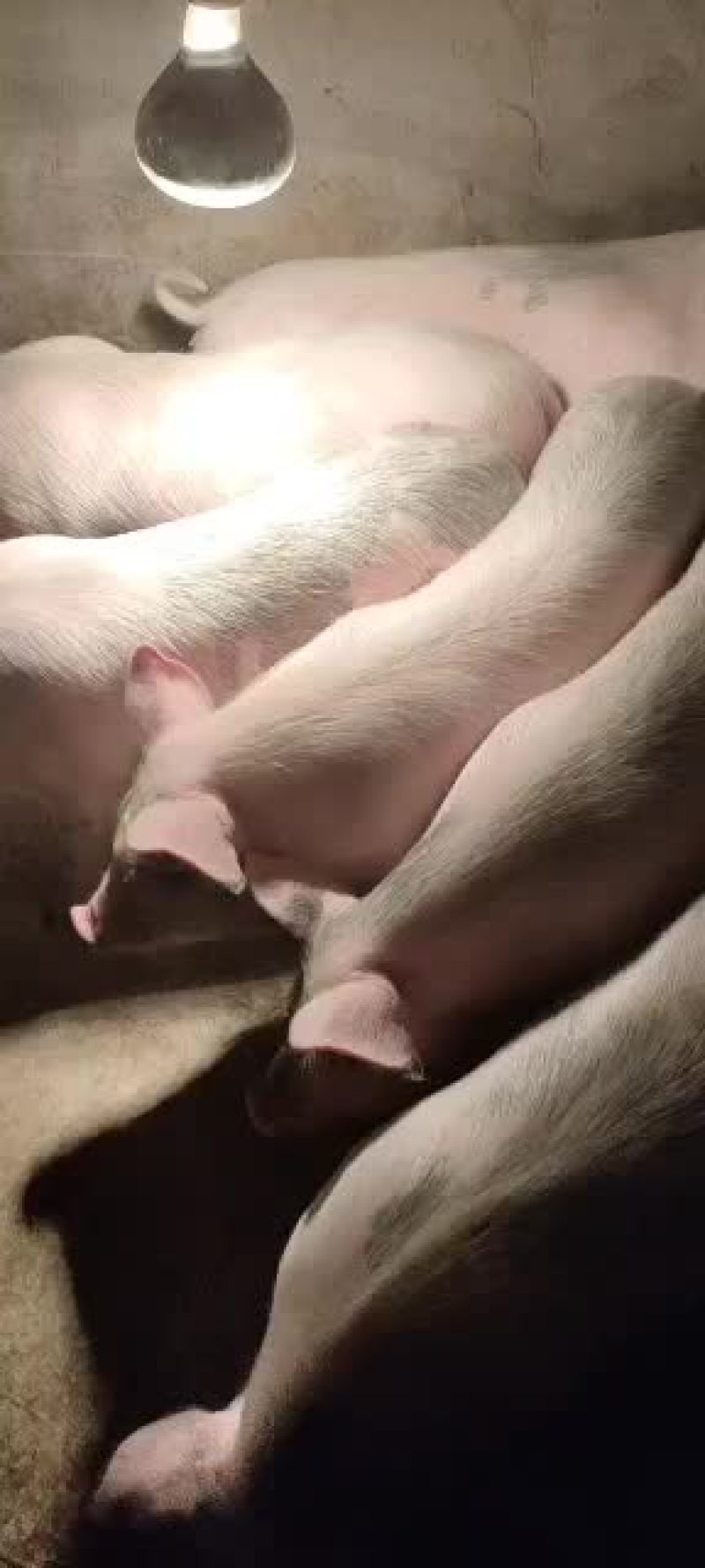 苏呷啦种植养殖合作社出售高山土黑仔猪。