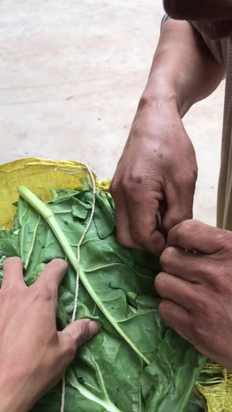 小金豆中货1.5，诚信代办代发
