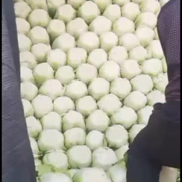 精品黄心白菜大量上市