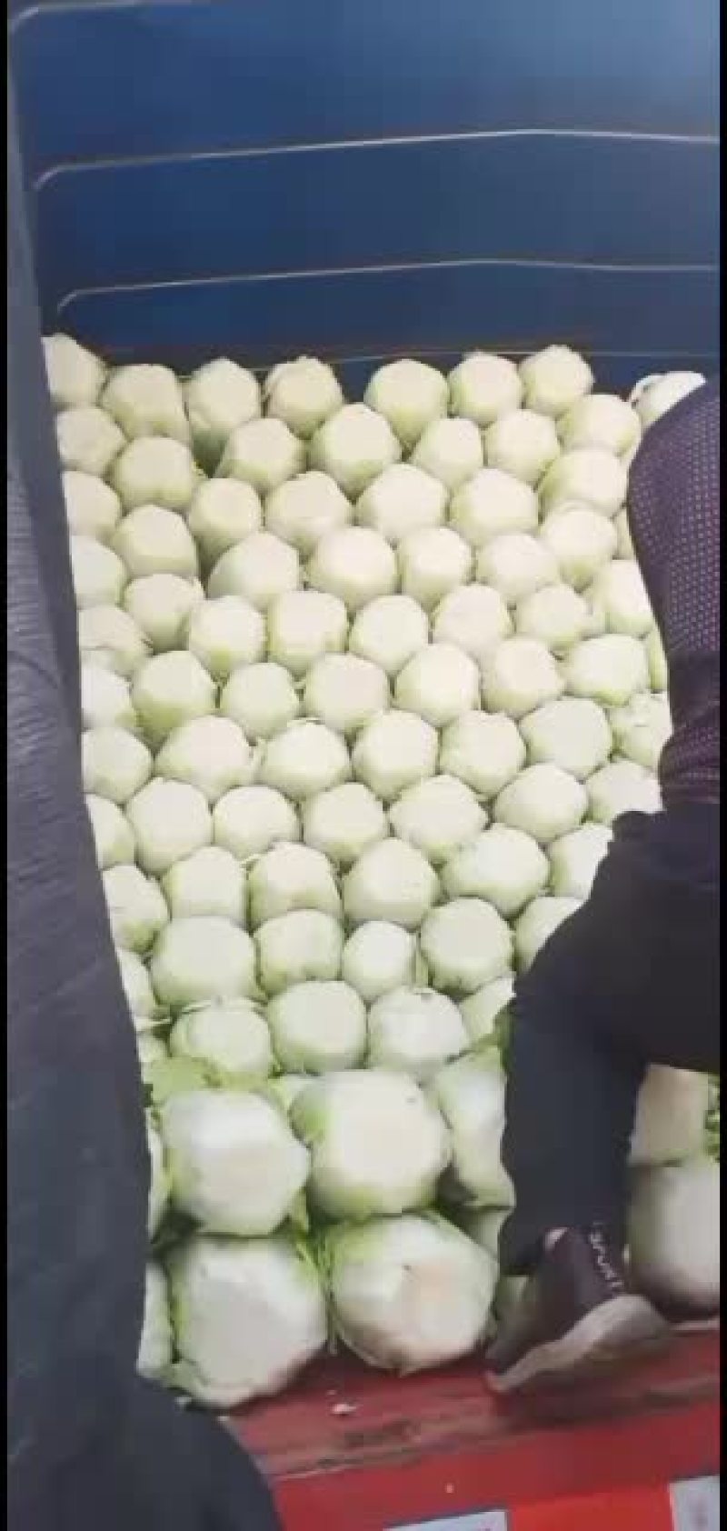 精品黄心白菜大量上市