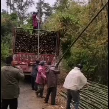 排山竹高竹大量出货中