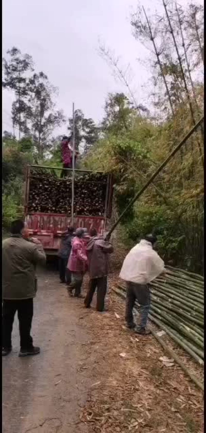 排山竹高竹大量出货中