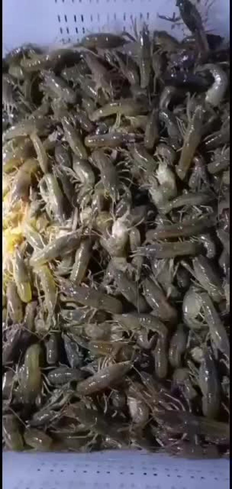 小龙虾，种虾，优质纯青小龙虾底板干净肉质饱满