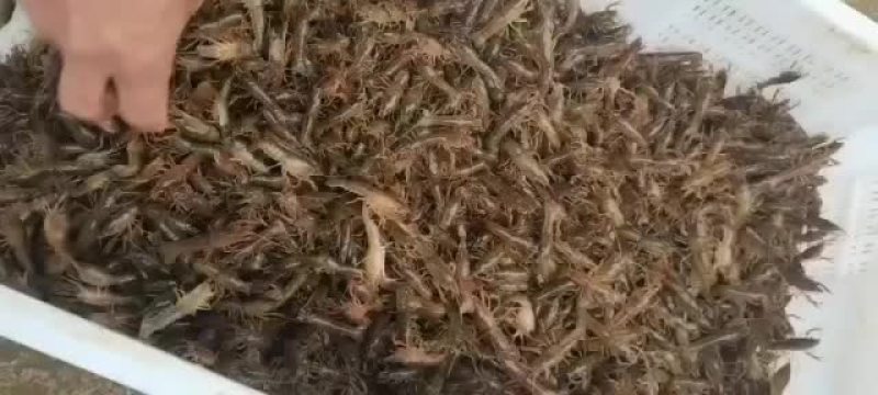 小龙虾，种虾，优质纯青小龙虾底板干净肉质饱满