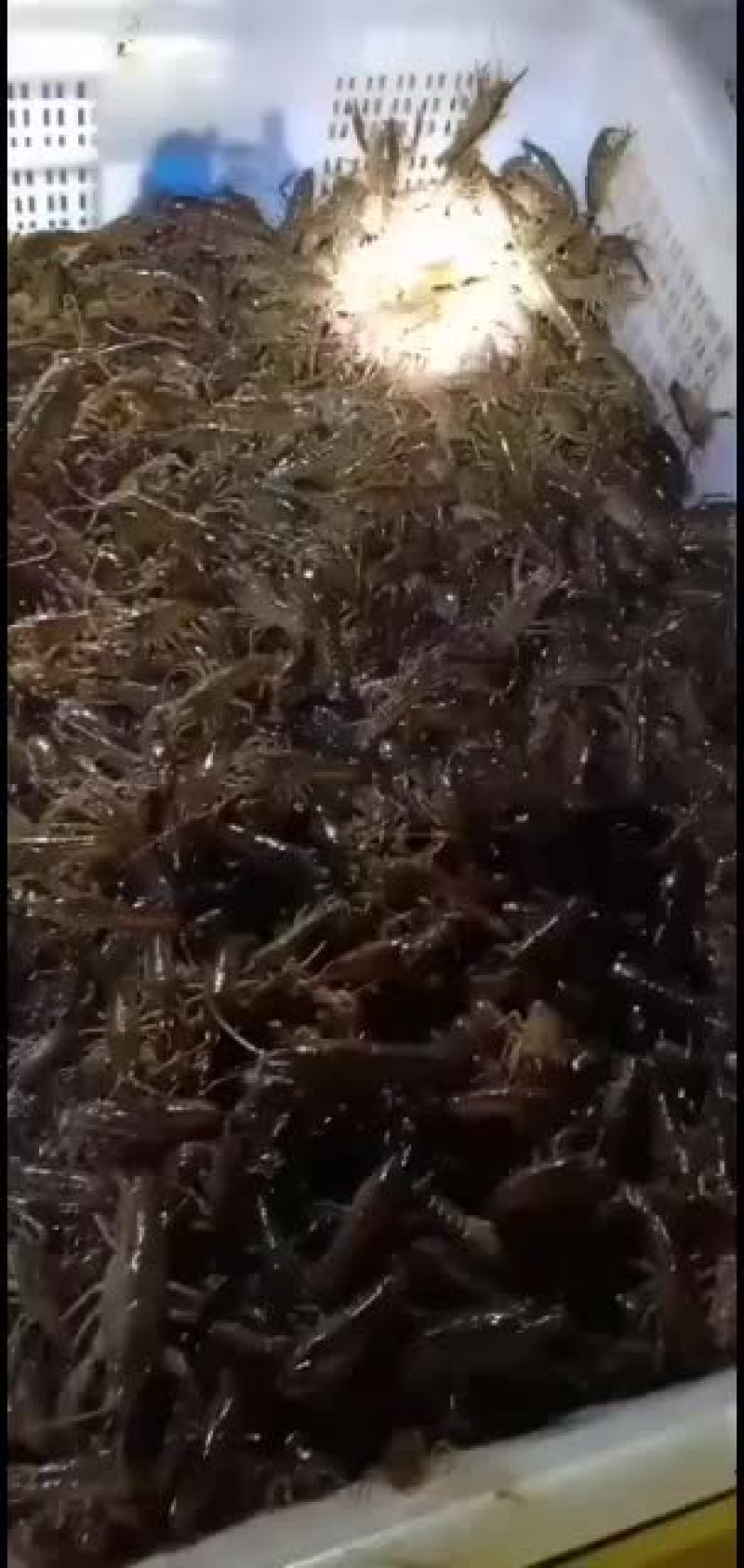 小龙虾，种虾，优质纯青小龙虾底板干净肉质饱满