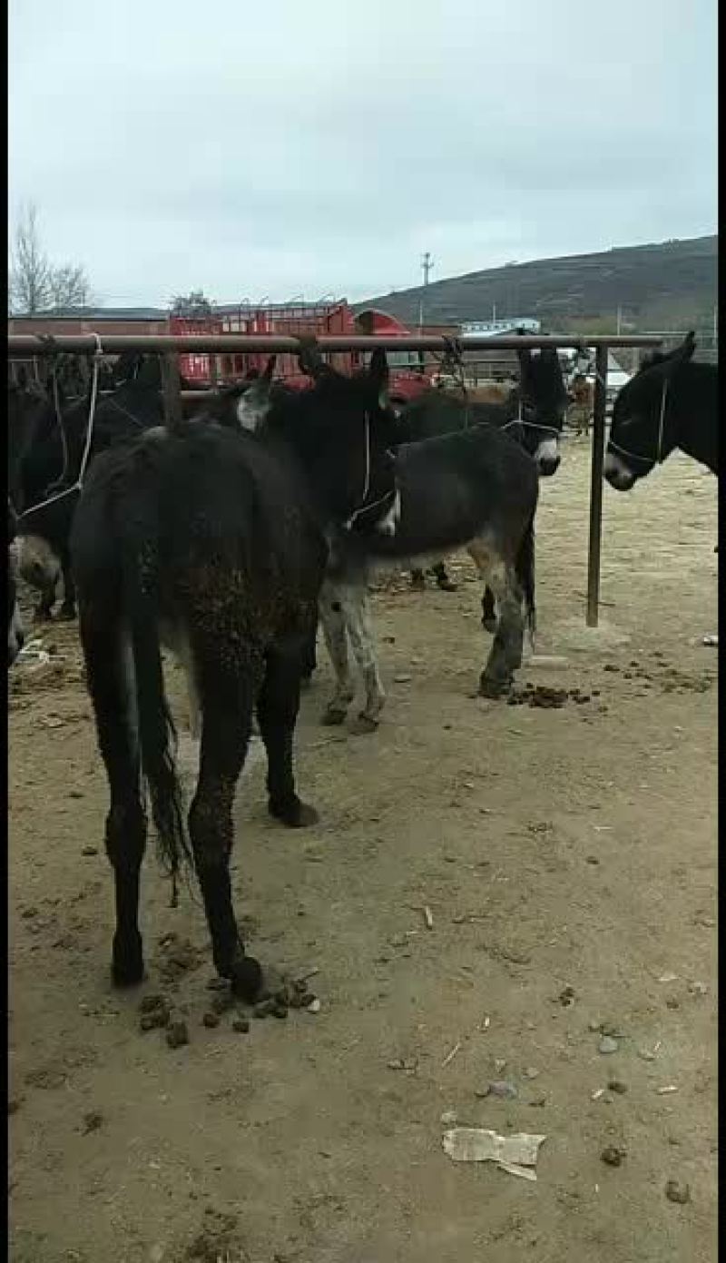 买骡马牛驴交易代办。