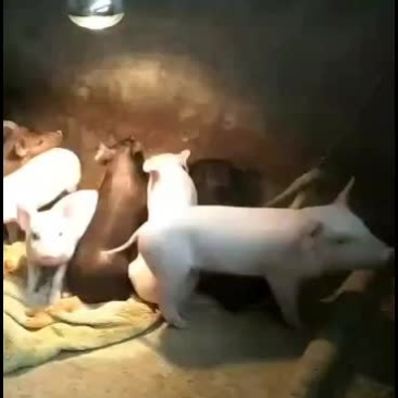 猪苗20斤到30斤需要的老板联系我