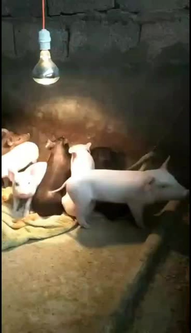 猪苗20斤到30斤需要的老板联系我