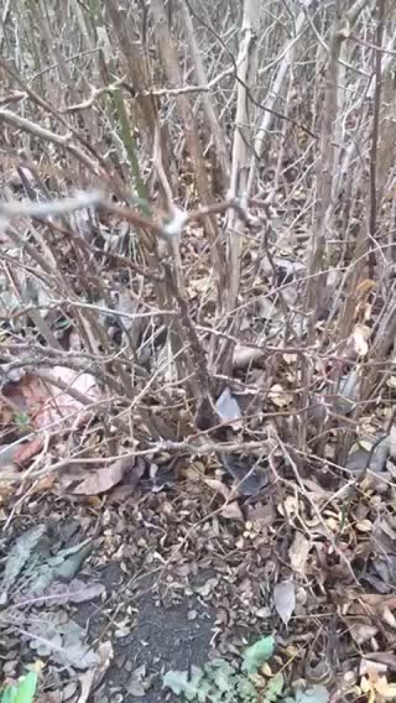 黄刺梅带分枝，小苗，球类，等规格黄刺梅苗木