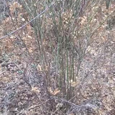 黄刺梅带分枝，小苗，球类，等规格黄刺梅苗木