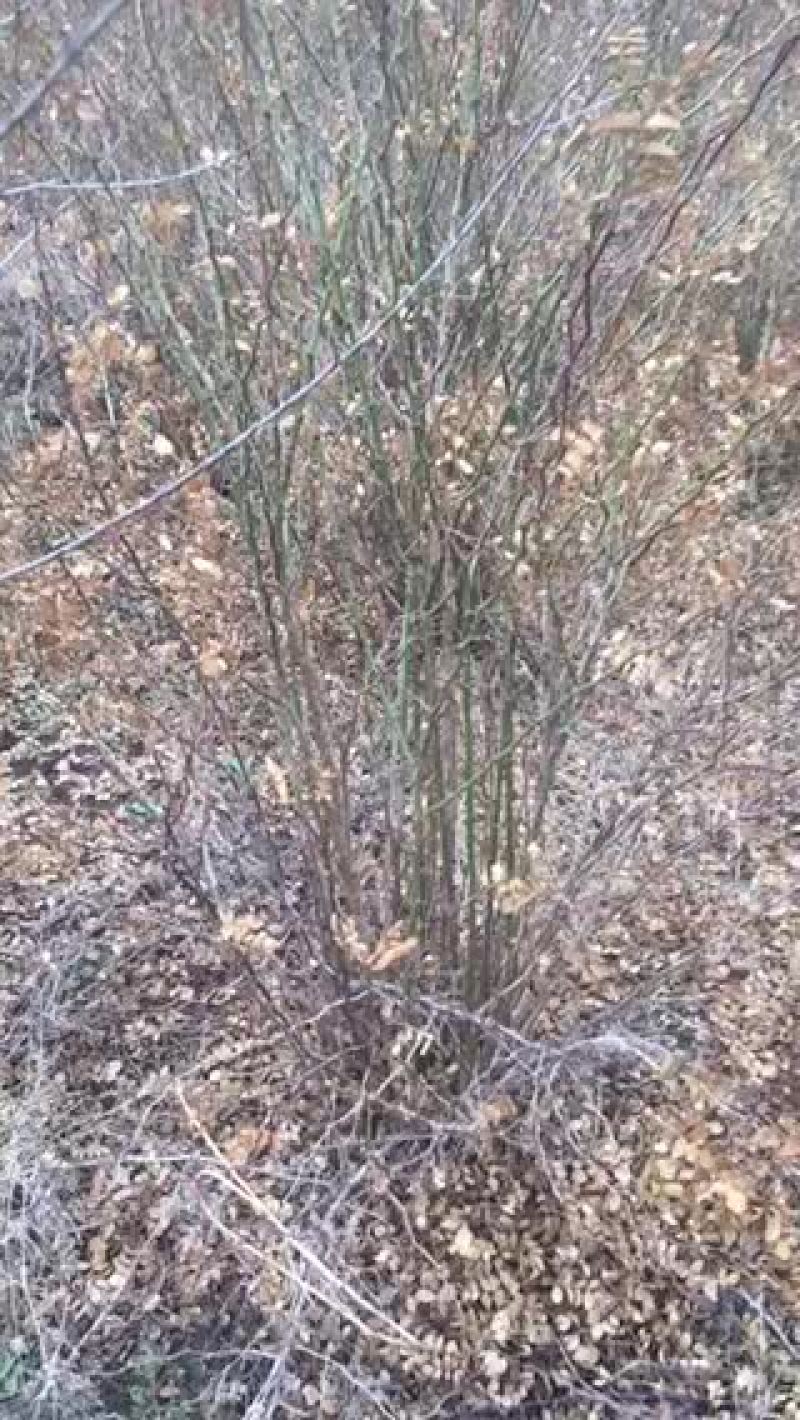 黄刺梅带分枝，小苗，球类，等规格黄刺梅苗木