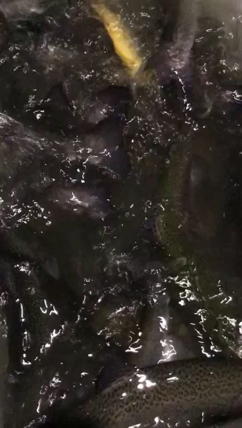 狗鱼，五道黑，鳟鱼，路亚鱼种，垂钓专用，质量保证，可送货