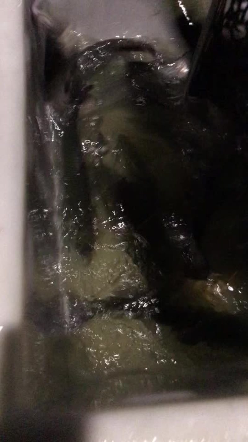 狗鱼，五道黑，鳟鱼，路亚鱼种，垂钓专用，质量保证，可送货