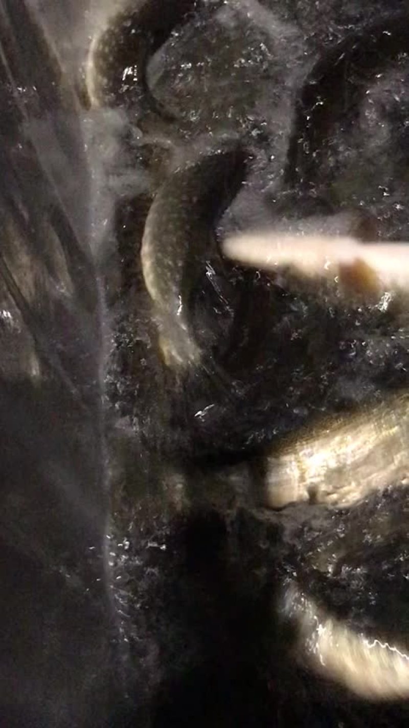狗鱼，五道黑，鳟鱼，路亚鱼种，垂钓专用，质量保证，可送货