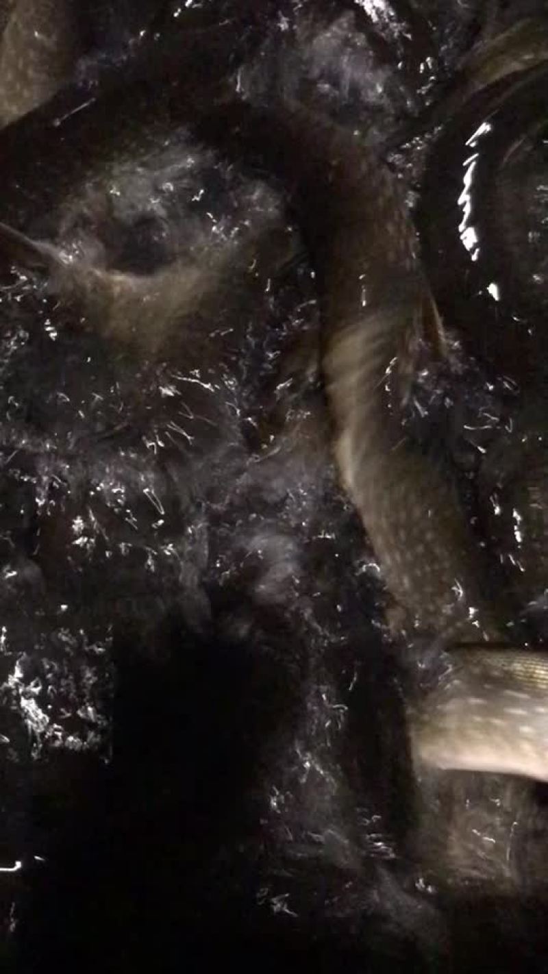 狗鱼，五道黑，鳟鱼，路亚鱼种，垂钓专用，质量保证，可送货