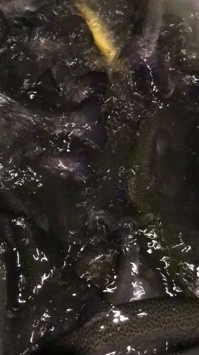 狗鱼，五道黑，鳟鱼，路亚鱼种，垂钓专用，质量保证，可送货