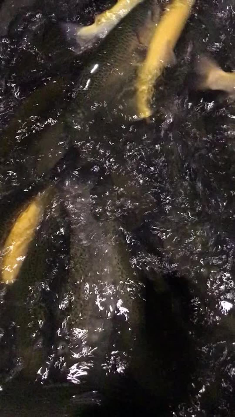 狗鱼，五道黑，鳟鱼，路亚鱼种，垂钓专用，质量保证，可送货