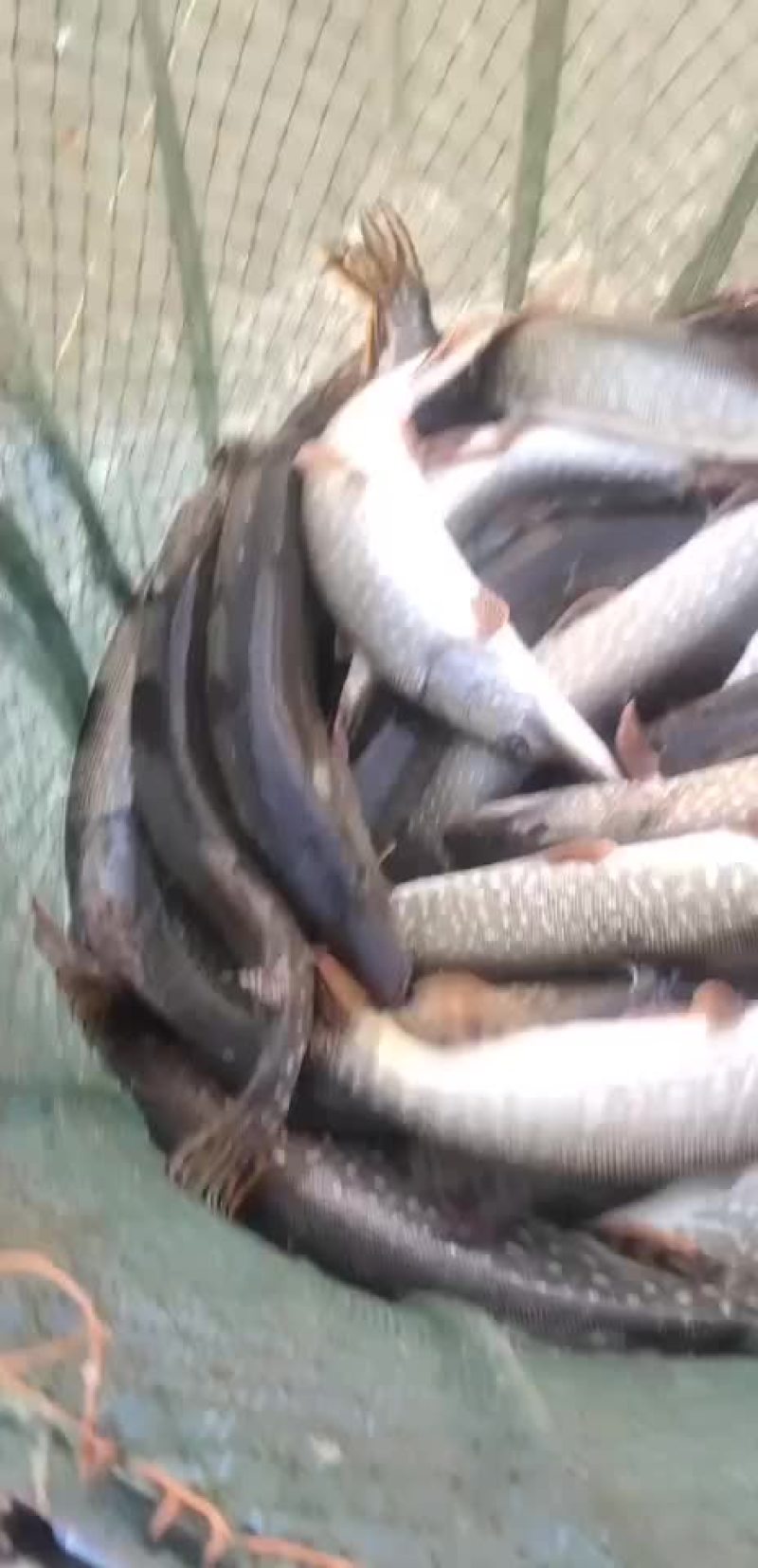 狗鱼，五道黑，鳟鱼，路亚鱼种，垂钓专用，质量保证，可送货
