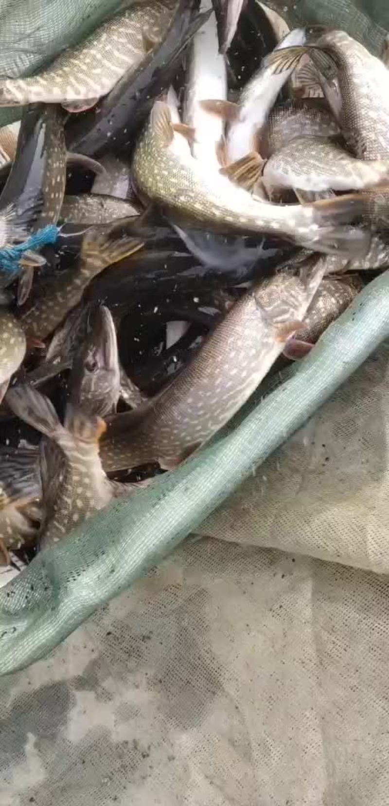 狗鱼，五道黑，鳟鱼，路亚鱼种，垂钓专用，质量保证，可送货