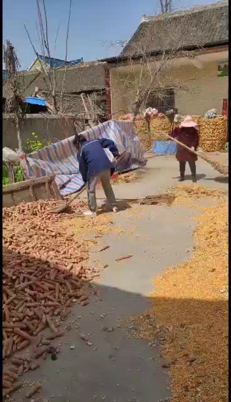 黄玉米优质黄玉米大量的盆友来购