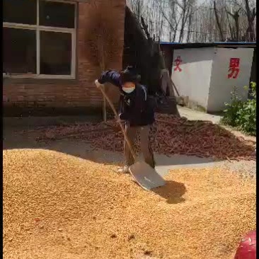 黄玉米优质黄玉米大量的盆友来购