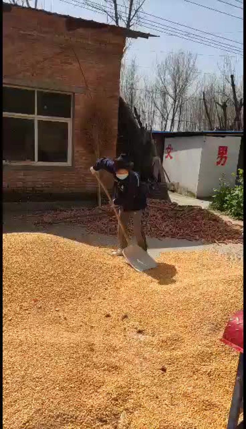 黄玉米优质黄玉米大量的盆友来购