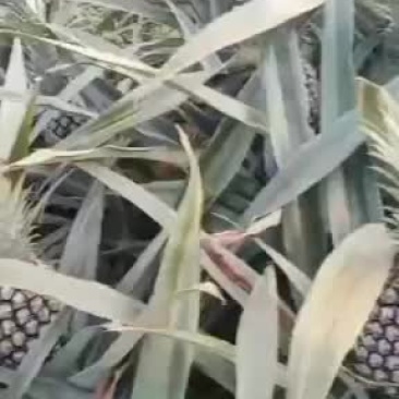 云南香水菠萝产地一手货源，电商，市场，货源充足