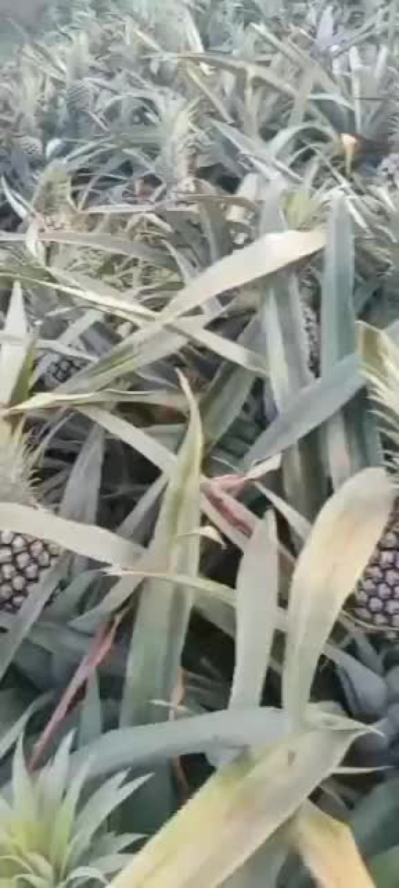 云南香水菠萝产地一手货源，电商，市场，货源充足