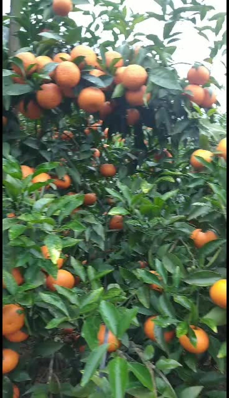 收购65起步精品A级沃柑，看好了是要65起，卖一树下绕道