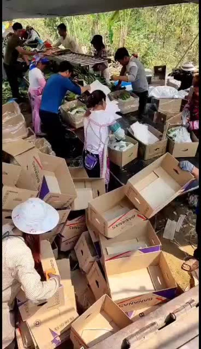 热带水果普通蕉果面干净