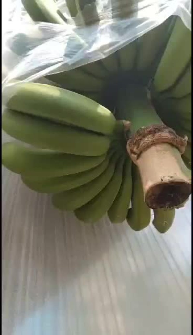 热带水果普通蕉果面干净