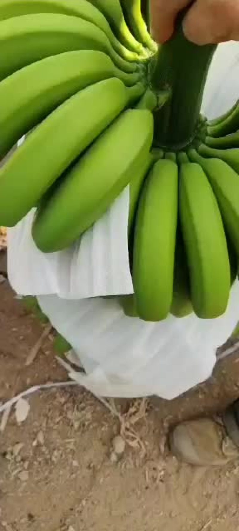 热带水果普通蕉果面干净
