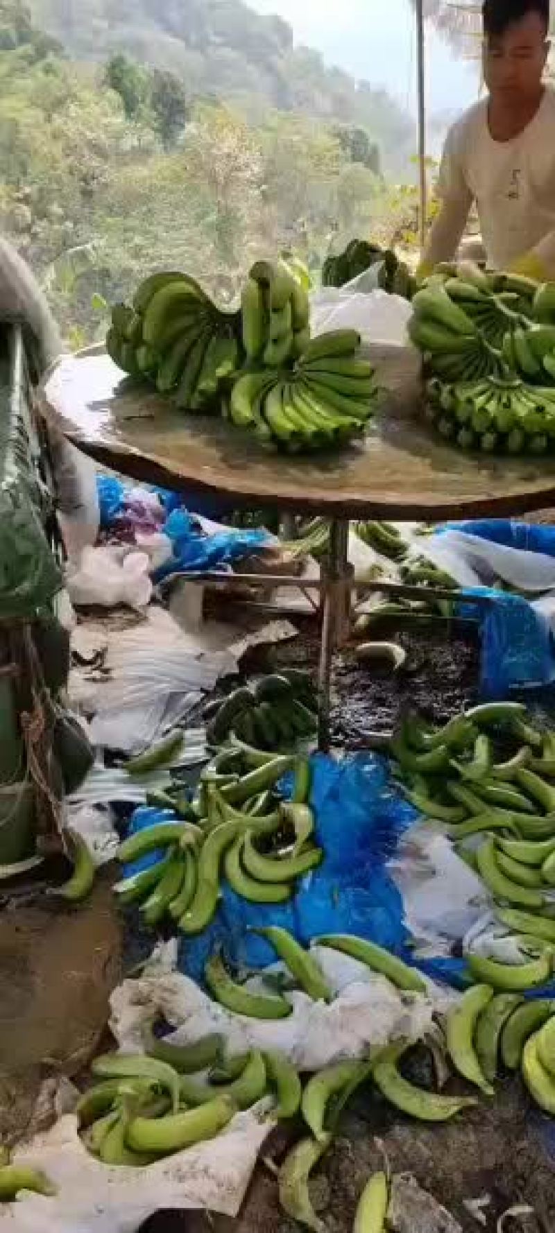 热带水果普通蕉果面干净