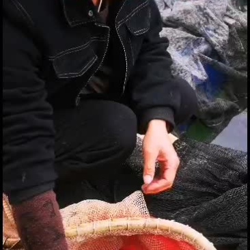 马口鱼，驯化马口鱼水花苗