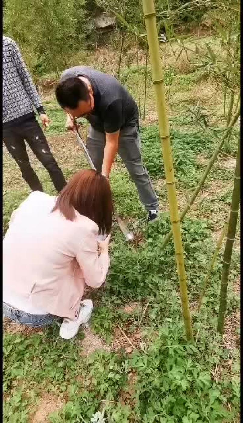 新鲜雷竹笋每天现挖欢迎收购