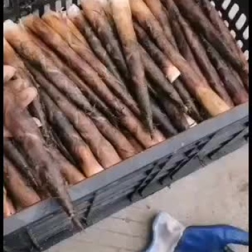 新鲜雷竹笋每天现挖欢迎收购