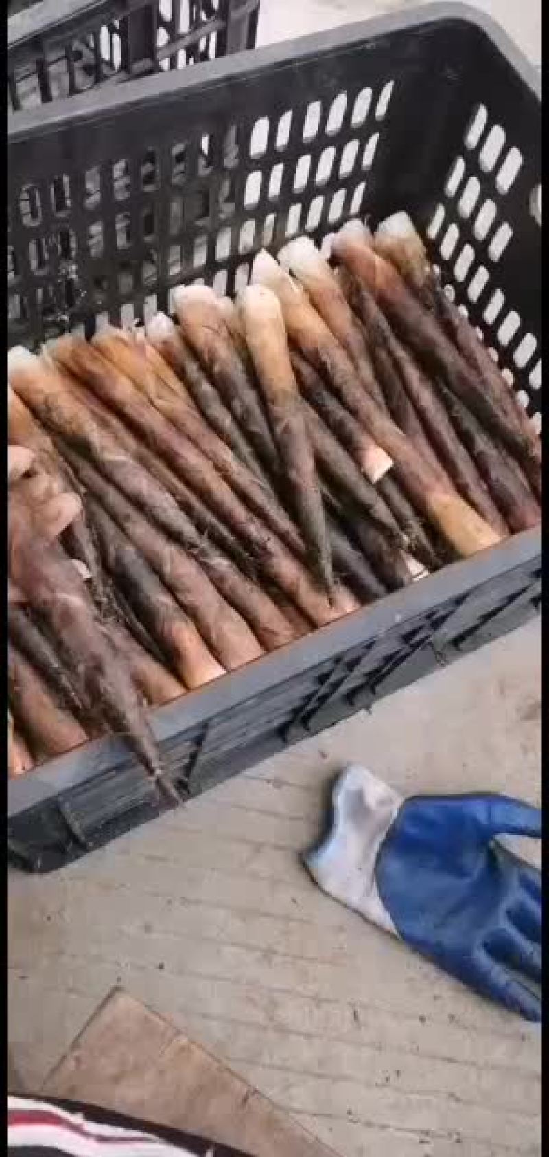 新鲜雷竹笋每天现挖欢迎收购