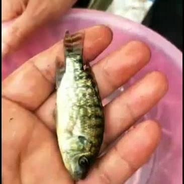 优质罗非鱼大量供应欢迎订货